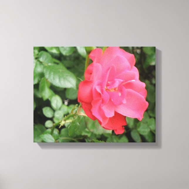 Wild Rose Canvas Print Leinwanddruck (Vorderseite)