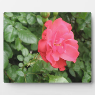 Wild Rose Plaque Fotoplatte