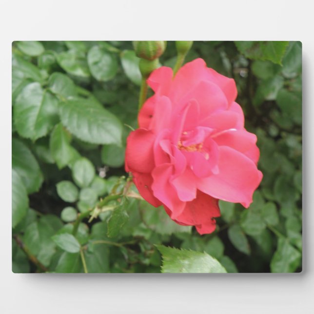 Wild Rose Plaque Fotoplatte (Vorderseite)