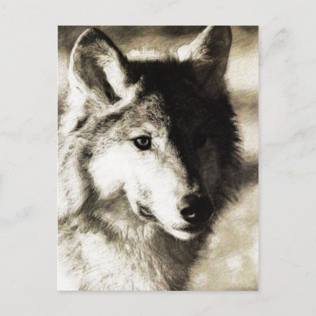 Wild Series 19 Postkarte (Vorderseite)