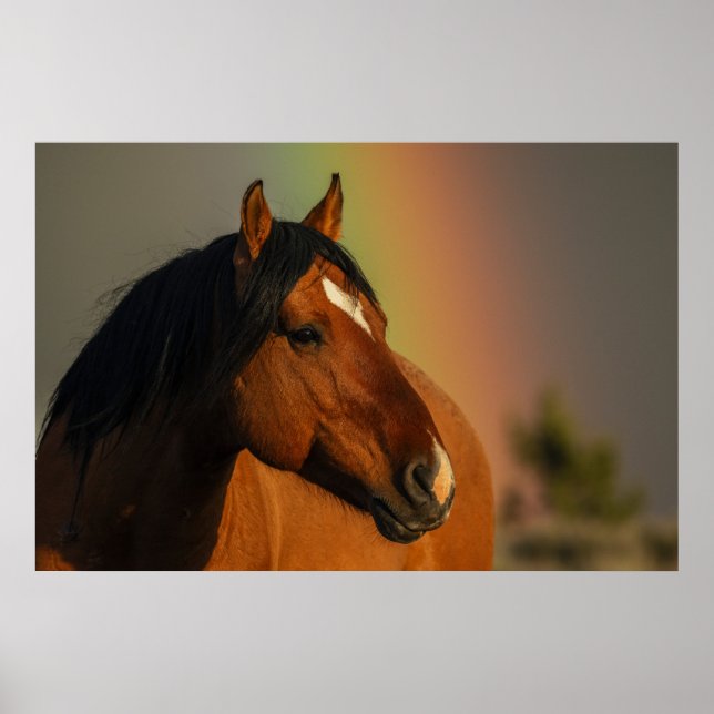 Wild Stallion, Golden Light and Rainbow Poster (Vorne)
