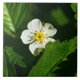 Wild Strawberry Blume Fliese