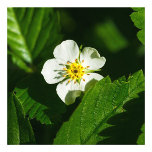 Wild Strawberry Blume Fotodruck