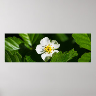 Wild Strawberry Blume Poster