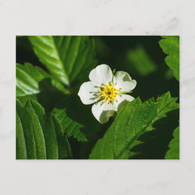 Wild Strawberry Blume Postkarte (Vorderseite)