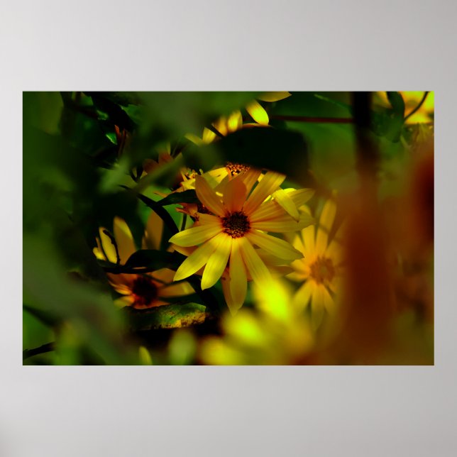 Wild Sunflower Poster (Vorne)