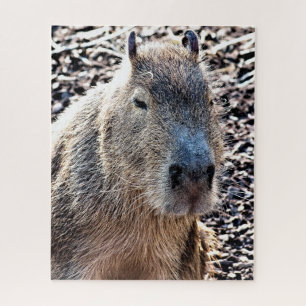 WILD TIERCAPYBARA