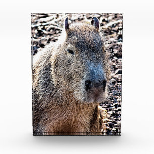 WILD TIERCAPYBARA FOTOBLOCK