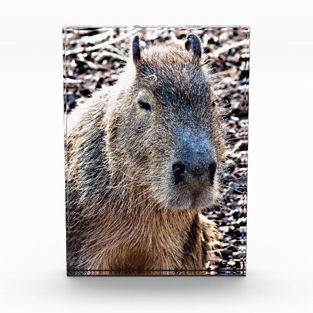 WILD TIERCAPYBARA FOTOBLOCK (Vorderseite)