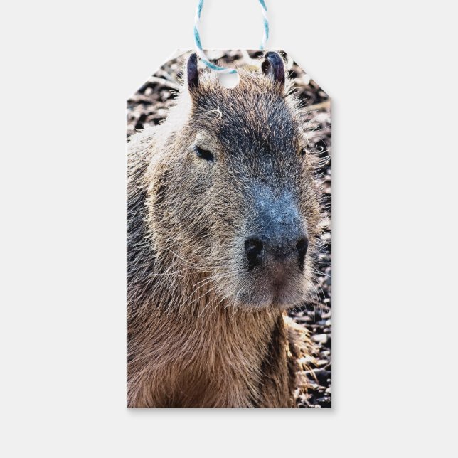 WILD TIERCAPYBARA GESCHENKANHÄNGER (Vorderseite)