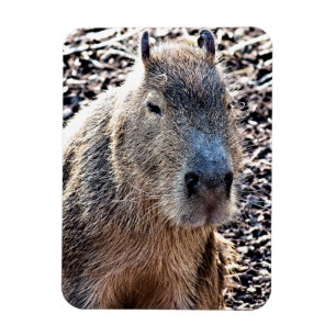 WILD TIERCAPYBARA MAGNET