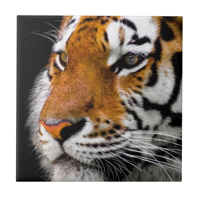Wild Tiger Eyes Fliese (Vorderseite)