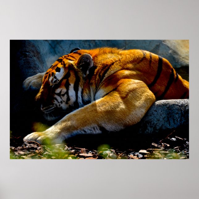 Wild Tiger Poster (Vorne)