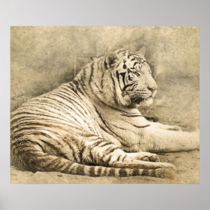 Wild Tiger Safari Jungle Artwork Foto Poster