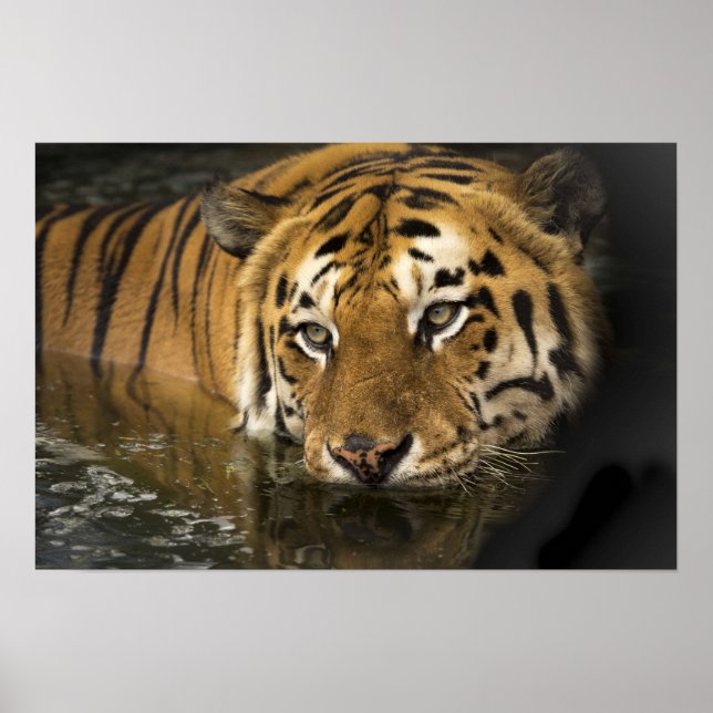 Wild Tiger Safari Jungle Artwork Photo Poster (Vorne)