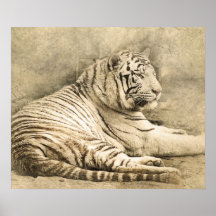 Wild Tiger Safari Jungle Artwork Photo Poster