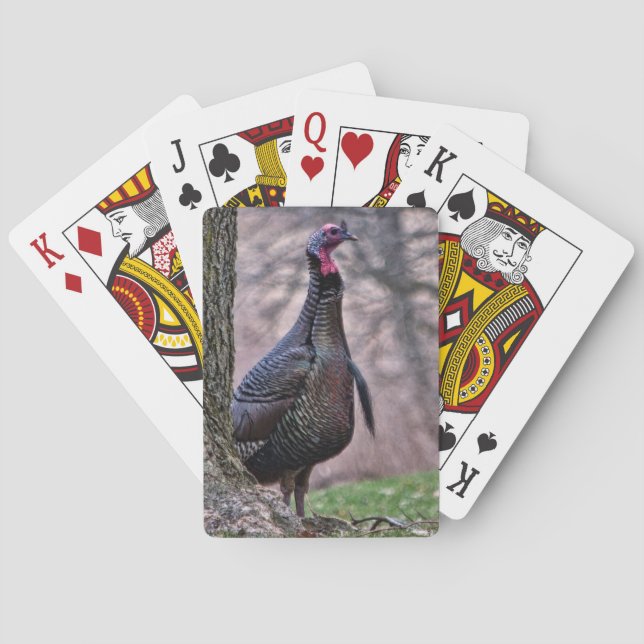 Wild Tom Turkey spielt Karten Spielkarten (Rückseite)