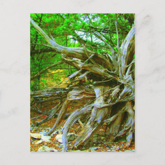 Wild Tree Postcard Postkarte