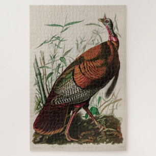 Wild Turkey Birds of America Audubon Print