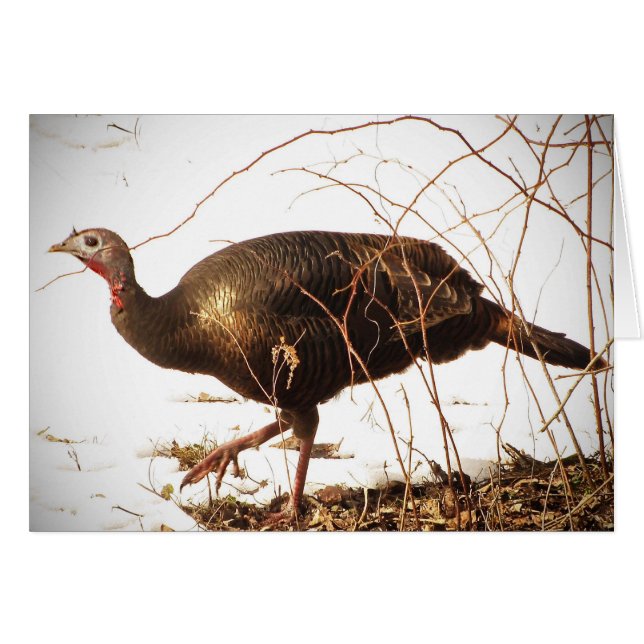 Wild Turkey Blank Card (Vorderseite (Horizontal))