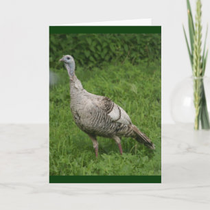 Wild Turkey Card Karte