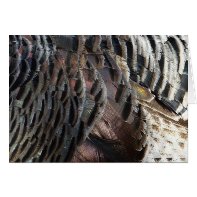 Wild Turkey Feathers I Abstrakt Nature Design (Vorderseite (Horizontal))