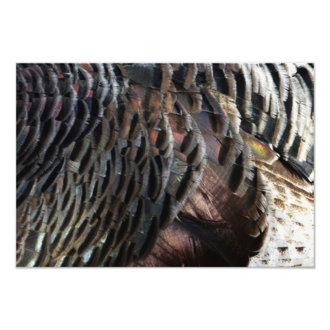 Wild Turkey Feathers I Abstrakt Nature Design Fotodruck (Vorne)