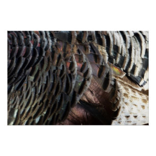 Wild Turkey Feathers I Abstrakt Nature Design Poster