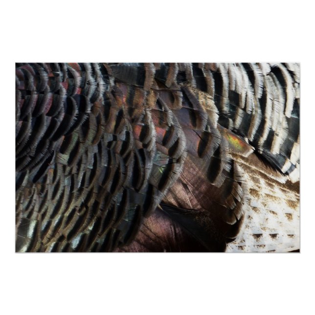 Wild Turkey Feathers I Abstrakt Nature Design Poster (Vorderseite)