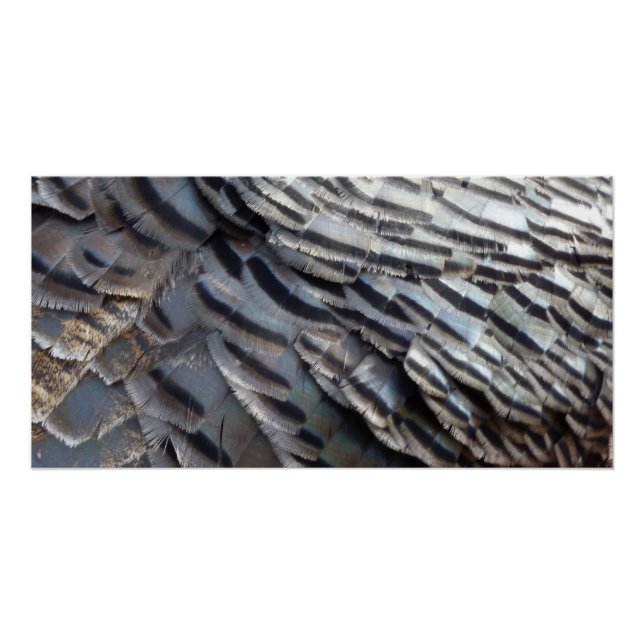 Wild Turkey Feathers II Abstrakte Naturgestaltung Poster (Vorderseite)