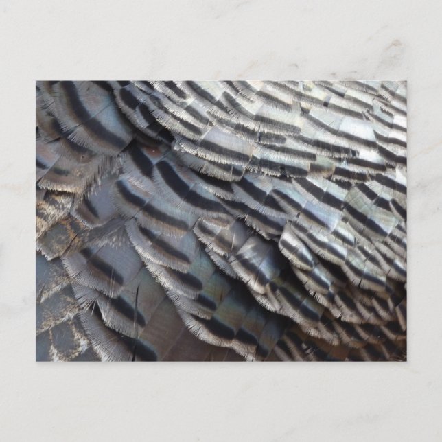 Wild Turkey Feathers II Abstrakte Naturgestaltung Postkarte (Vorderseite)