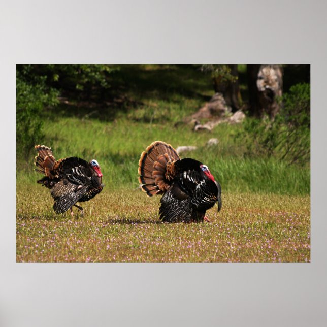 Wild Turkey Gobblers Poster (Vorne)