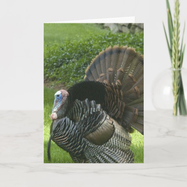 Wild Turkey Grußkarte Feiertagskarte (Vorderseite)