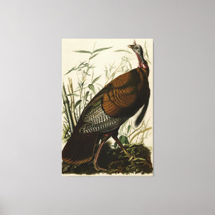 Wild Turkey (Male) from Audubon's Birds of America Leinwanddruck