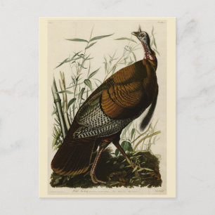 Wild Turkey (Male) from Audubon's Birds of America Postkarte