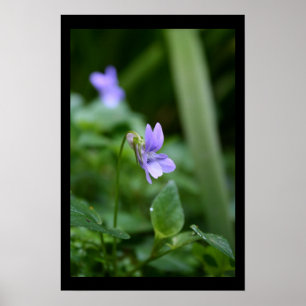Wild Violets Floral photo Poster