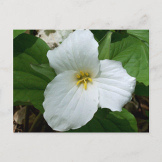 Wild-Weiß-Trillium Postkarte