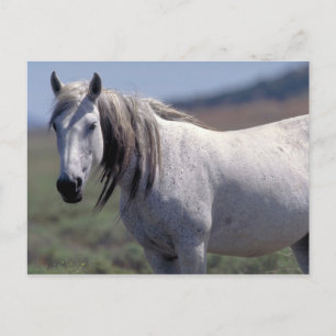 Wild, weißes Pferd, Utah Postkarte