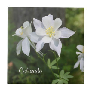 Wild White Columbine Colorado Tile Fliese