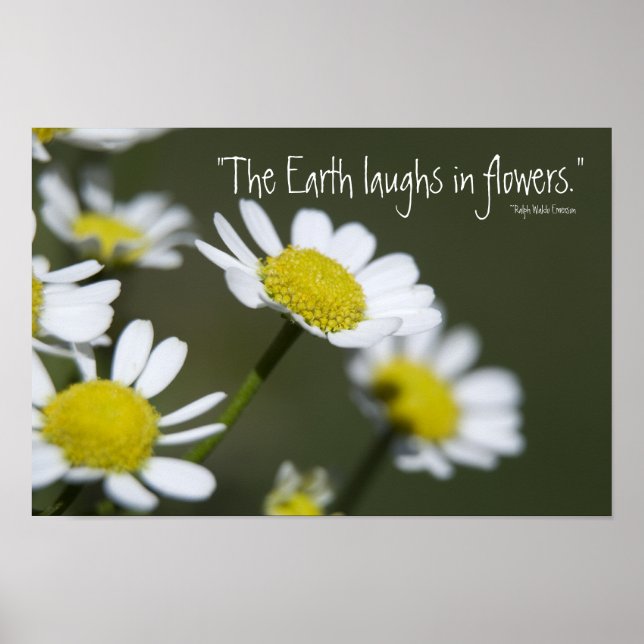 Wild White Daisies Poster (Vorne)