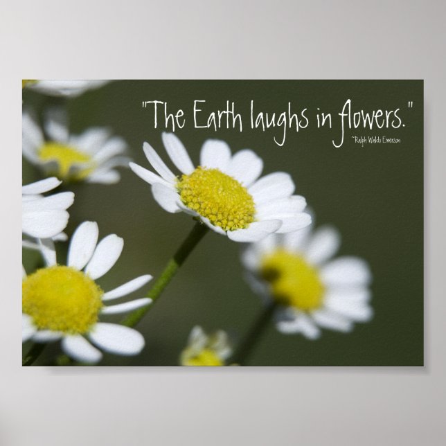 Wild White Daisies Poster (Vorne)