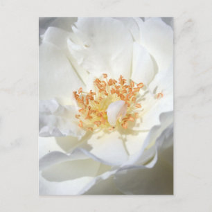 Wild-White-Rose-Floral-Fotografie-Brautparty P Einladungspostkarte