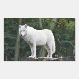 Wild White Wolf Rechteckiger Aufkleber