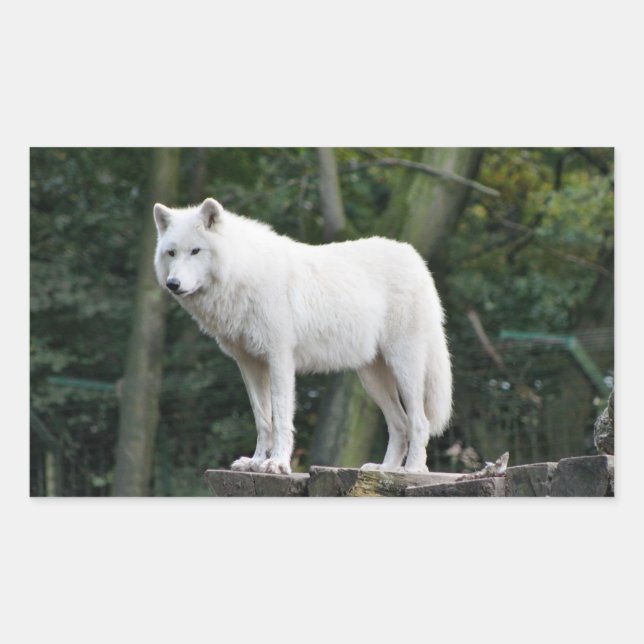 Wild White Wolf Rechteckiger Aufkleber (Vorderseite)