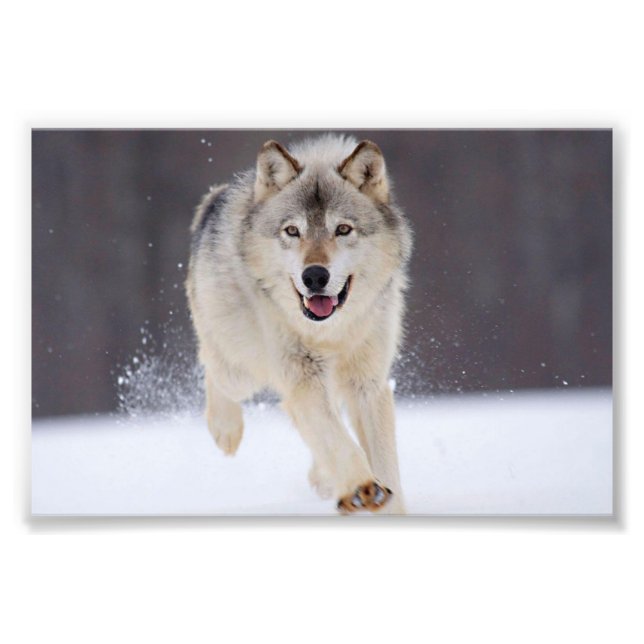Wild Wolf Foto Print (Vorne)