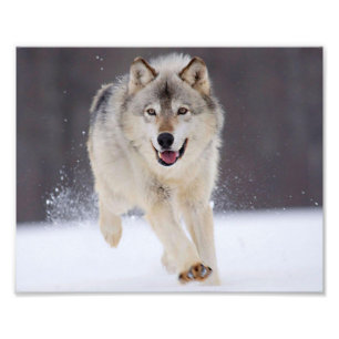 Wild Wolf Foto Print