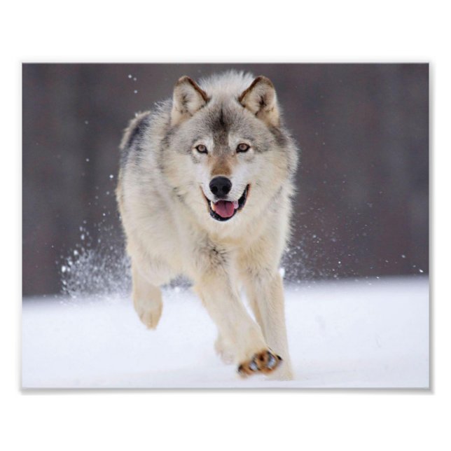 Wild Wolf Foto Print (Vorne)