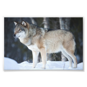 Wild Wolf Fotoabzug Fotodruck