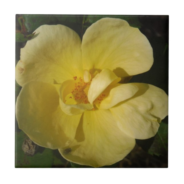Wild Yellow Rose Fliese (Vorderseite)
