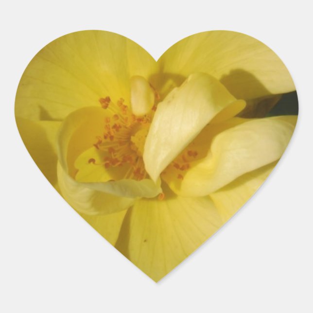 Wild Yellow Rose Herz-Aufkleber (Vorderseite)